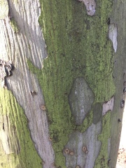 Afrocarpus falcatus