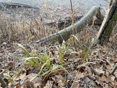 Diarrhena obovata
