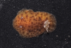 Taringa telopia
