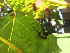 Ectocemus decemmaculatus