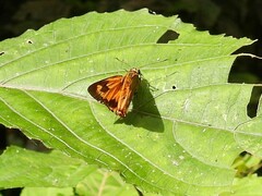 Pardaleodes edipus
