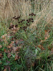 Golovinomyces macrocarpus