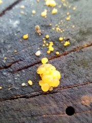 Dacrymyces stillatus