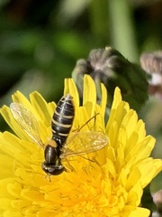 Sphaerophoria sulphuripes