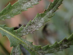 Golovinomyces macrocarpus