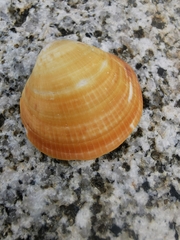 Glycymeris glycymeris