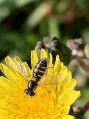 Sphaerophoria sulphuripes