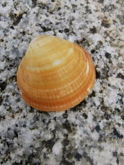 Glycymeris glycymeris