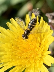 Sphaerophoria sulphuripes