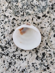 Glycymeris glycymeris