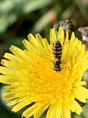 Sphaerophoria sulphuripes