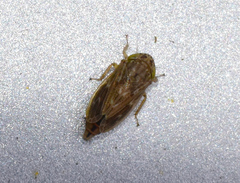 Athysanini