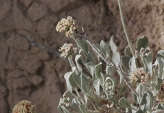 Eriogonum pauciflorum