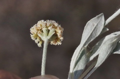 Eriogonum pauciflorum
