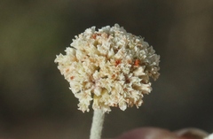 Eriogonum pauciflorum