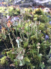 Cladonia bellidiflora
