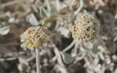 Eriogonum pauciflorum
