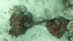 Octopus cyanea