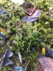 Cladonia bellidiflora