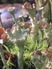 Cladonia bellidiflora