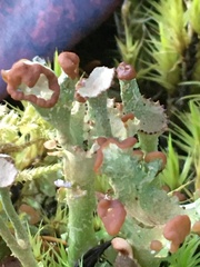 Cladonia bellidiflora