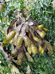 Fucus spiralis