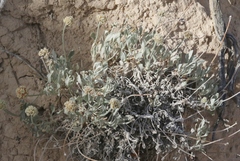 Eriogonum pauciflorum