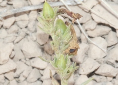 Penstemon albidus