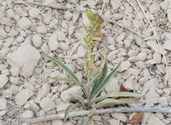 Penstemon albidus