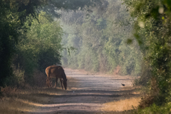 Boselaphus tragocamelus