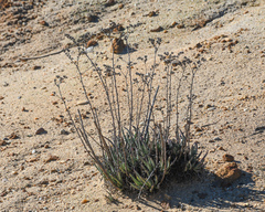 Dudleya edulis
