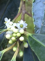 Ilex mitis