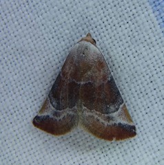 Mataeomera coccophaga