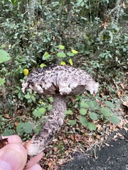 Strobilomyces strobilaceus