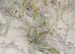 Penstemon albidus