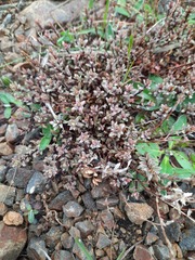 Epilobium melanocaulon