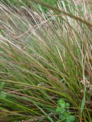 Carex secta