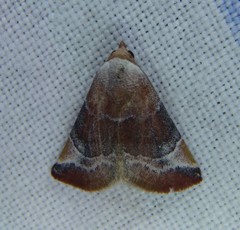 Mataeomera coccophaga