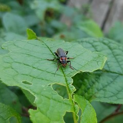 Cantharis fusca
