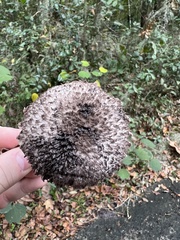 Strobilomyces strobilaceus image