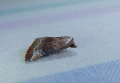 Mataeomera coccophaga