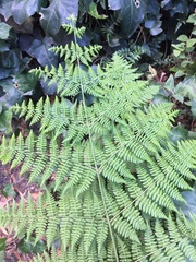 Hypolepis sparsisora