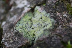 Lecanora barkmaniana