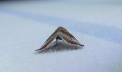 Mataeomera coccophaga