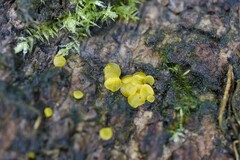 Calycina claroflava