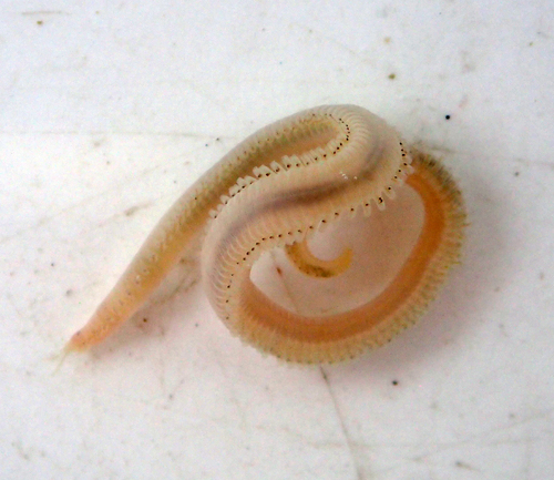 Representative image of Pisione