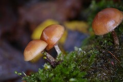Galerina