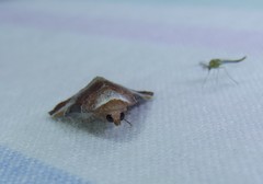 Mataeomera coccophaga