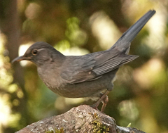 Turdus simillimus