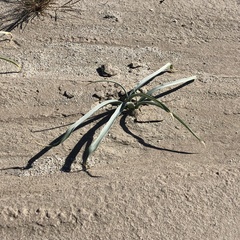 Hesperocallis undulata